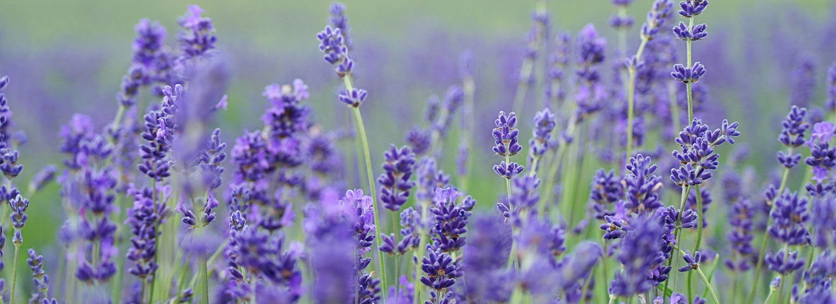 lavender fields