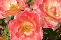 New England Fall Flower Show