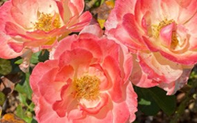 autumn-roses.jpg