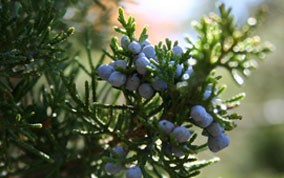 juniper.jpg