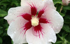 red-white-flower.jpg