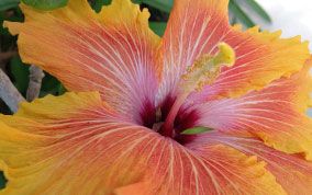 hibiscus-yelloworange.jpg