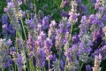Local Lavender Farms to Visit