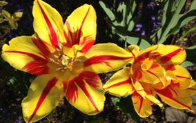 yellow-red-tulips.jpg