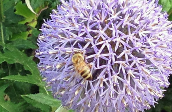 honeybee-allium.jpg